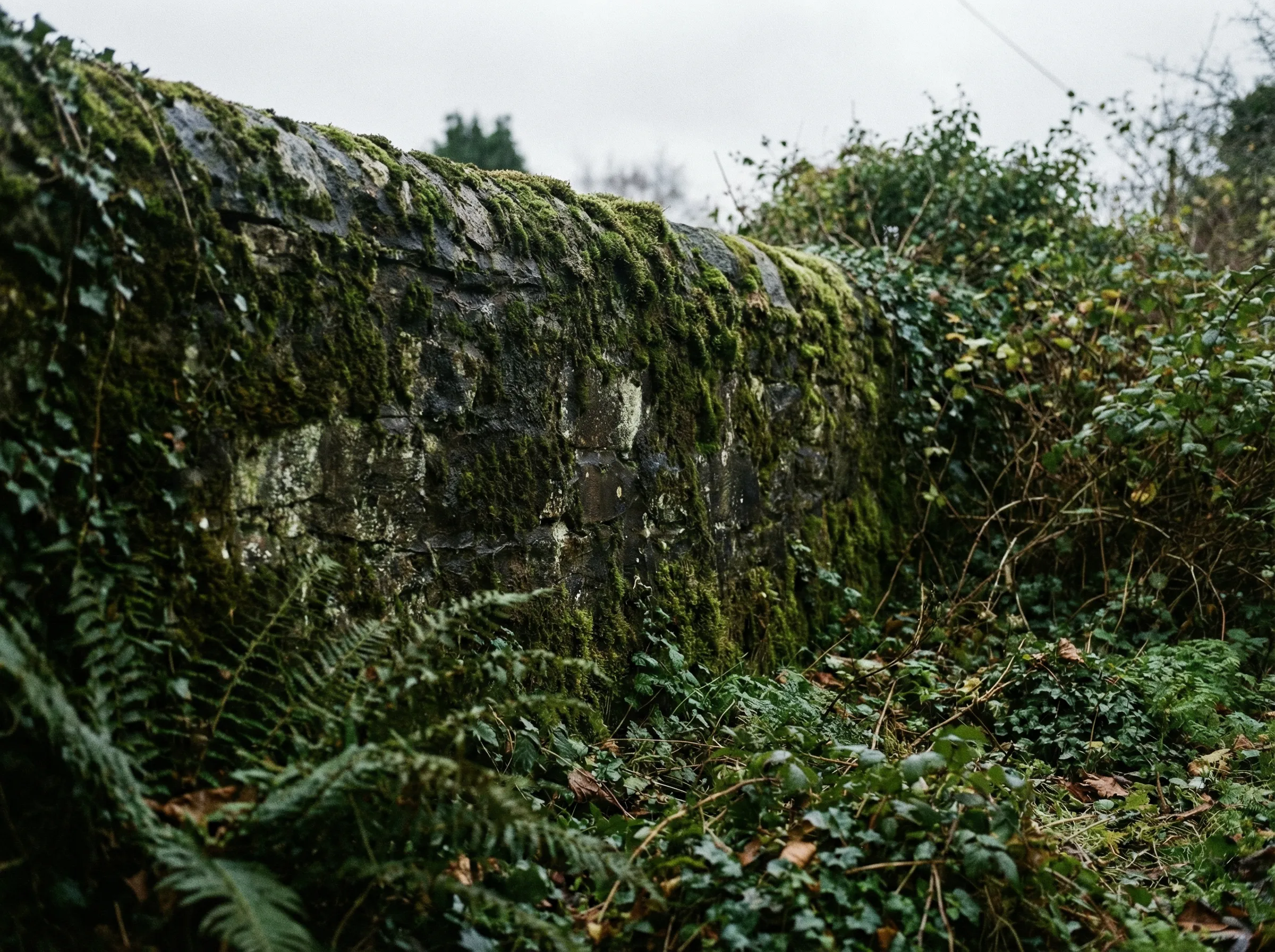 Natursteinmauer — Moosentfernung — Vorher